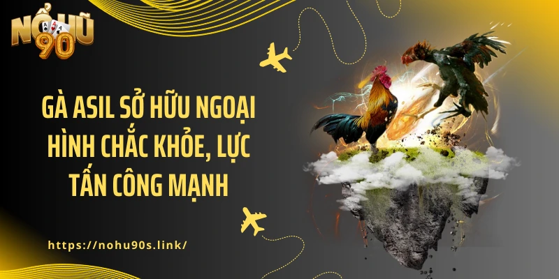 Gà Asil sở hữu ngoại hình chắc khỏe, lực tấn công mạnh